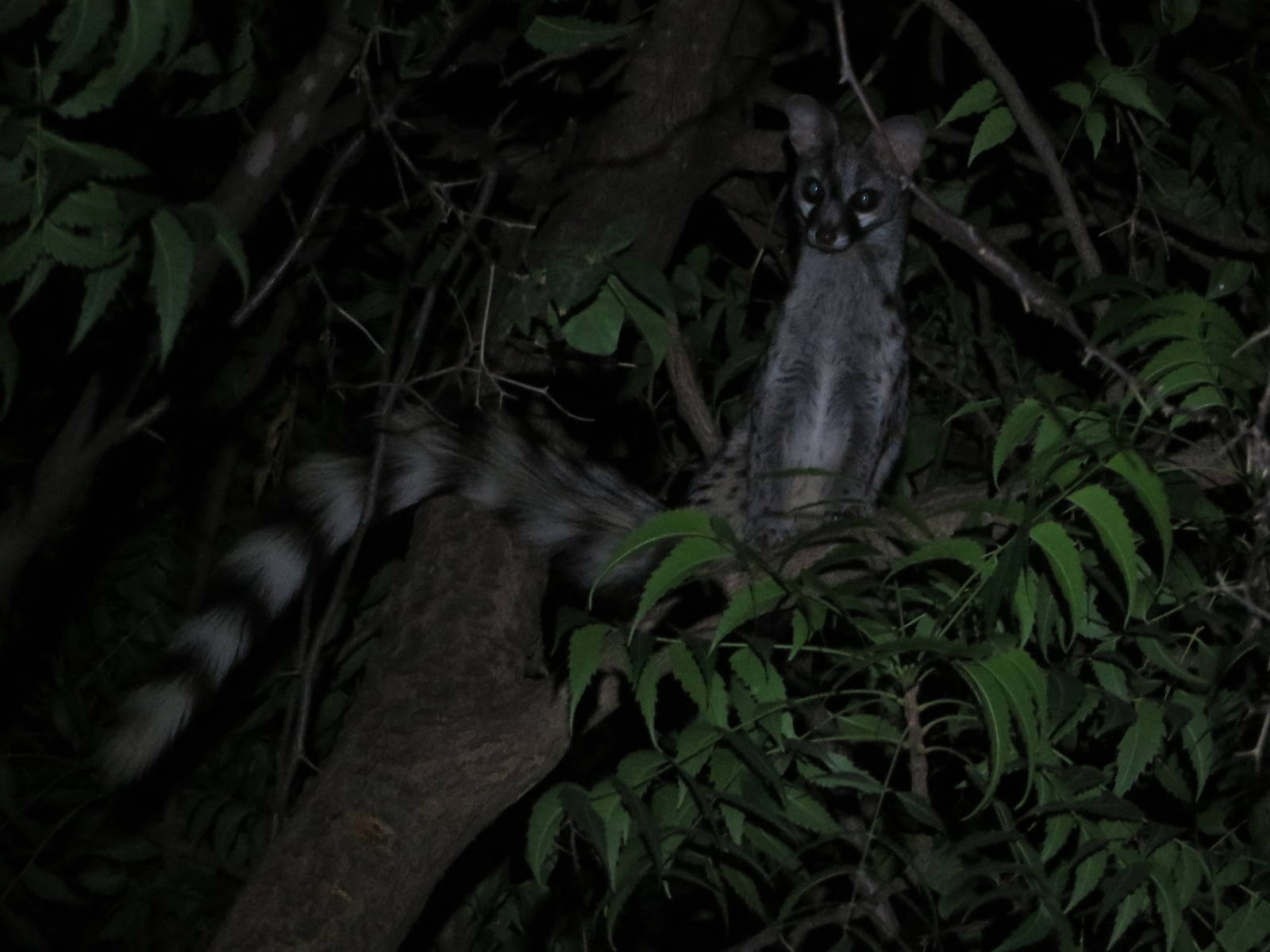 Common genet