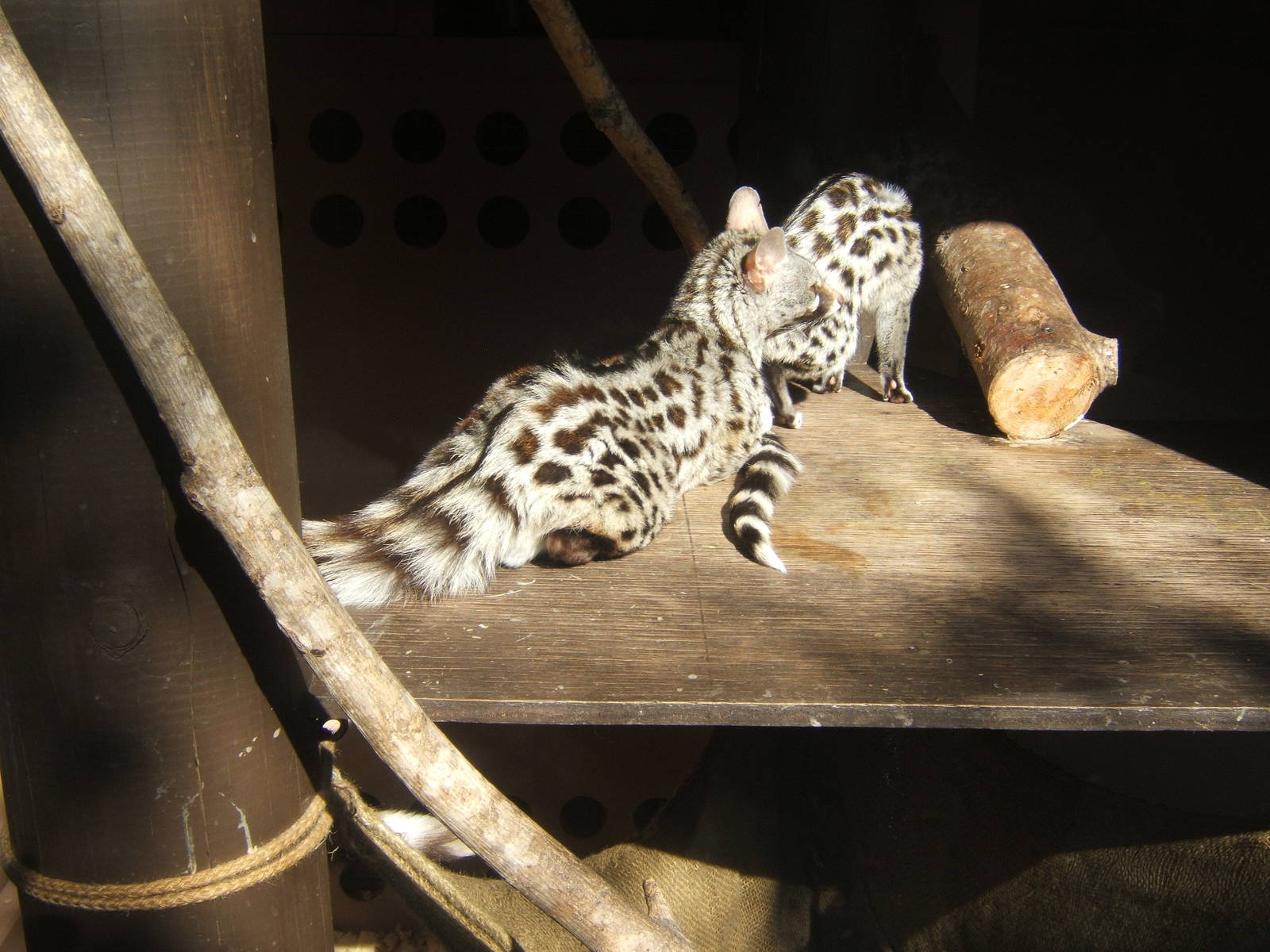 Common Genet