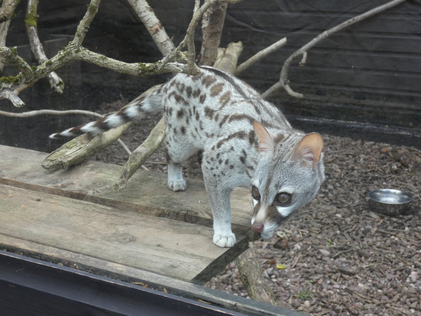Common genet