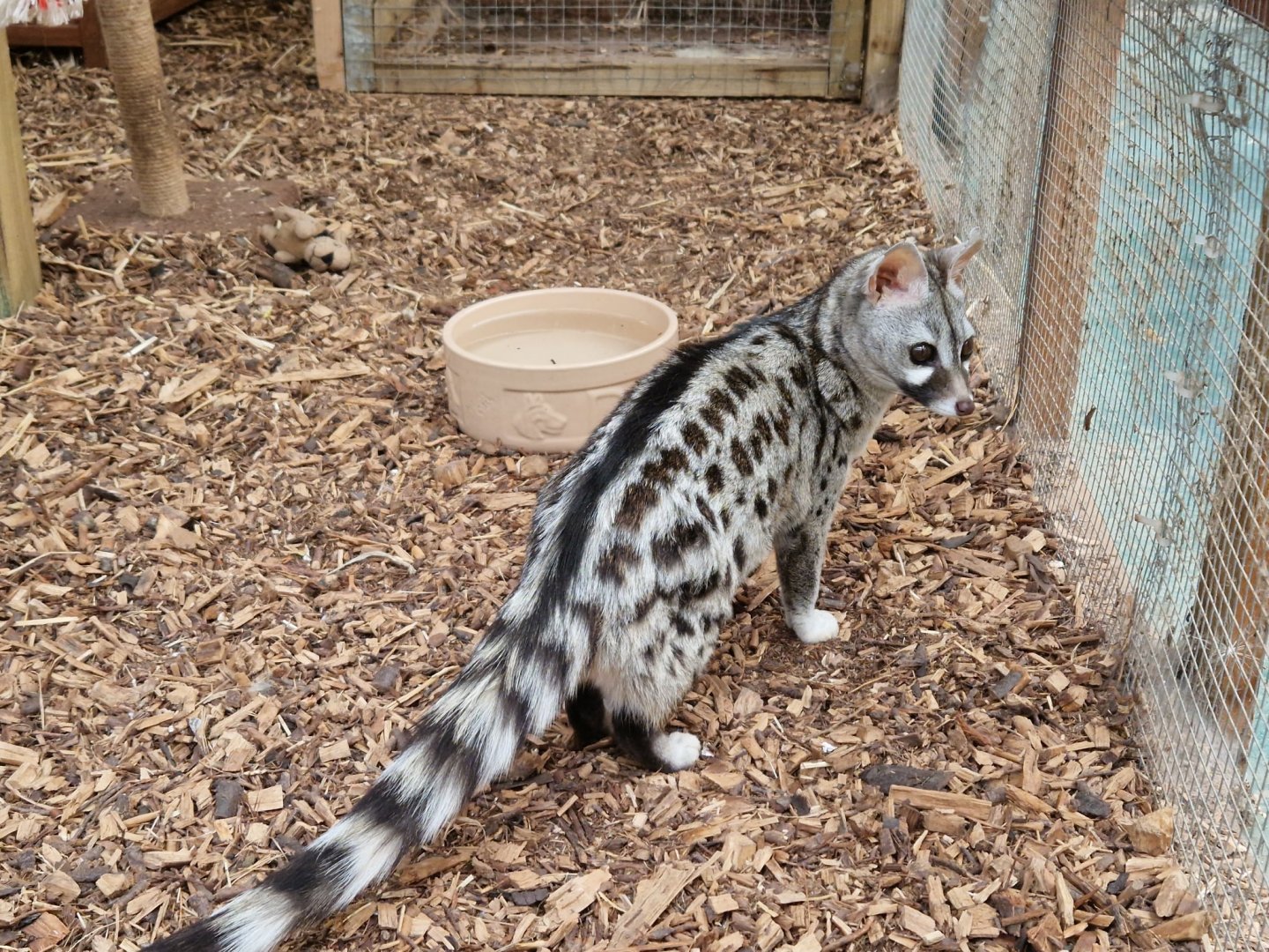 Common Genet