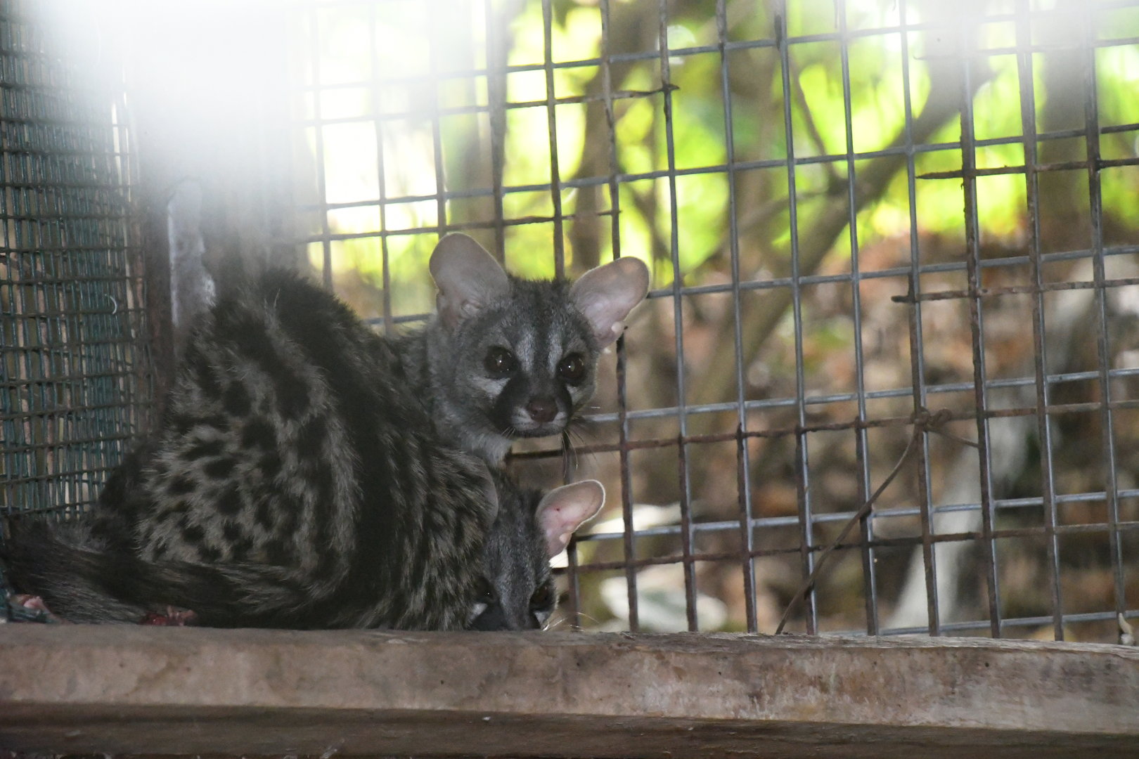 Common Genet