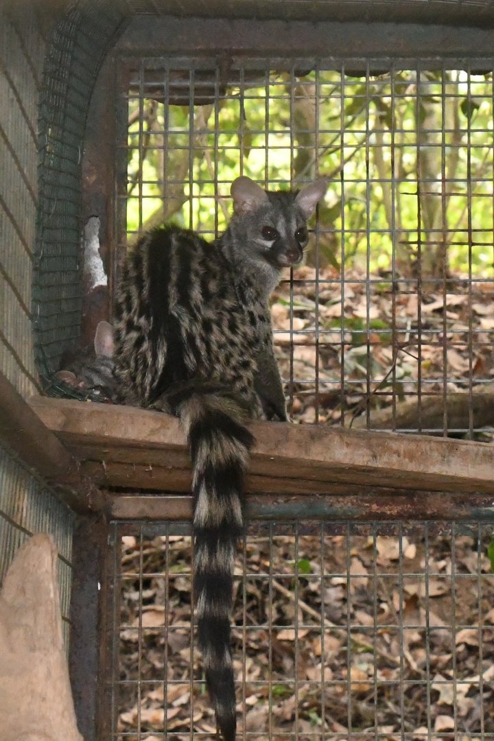 Common Genet