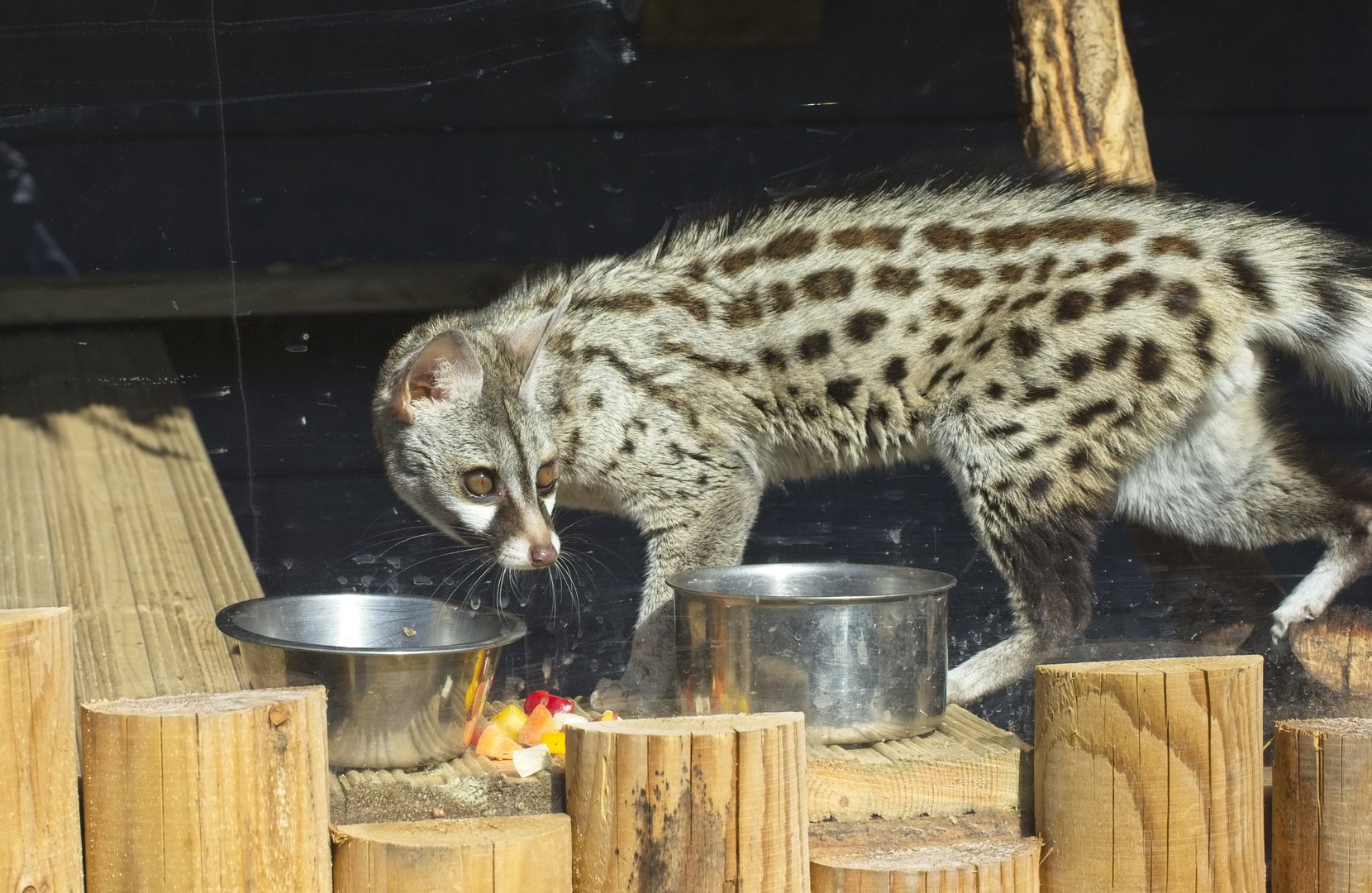Common Genet.