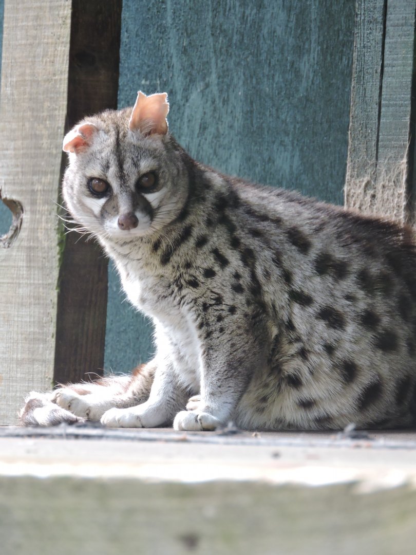 Common Genet