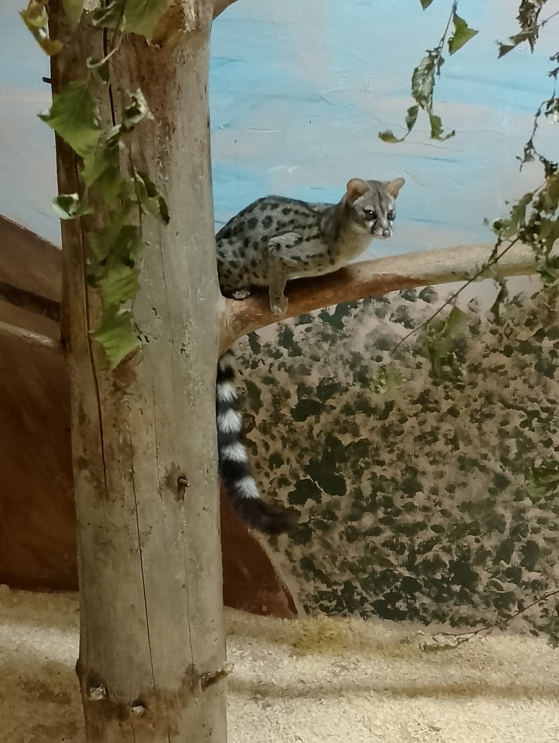 Common genet
