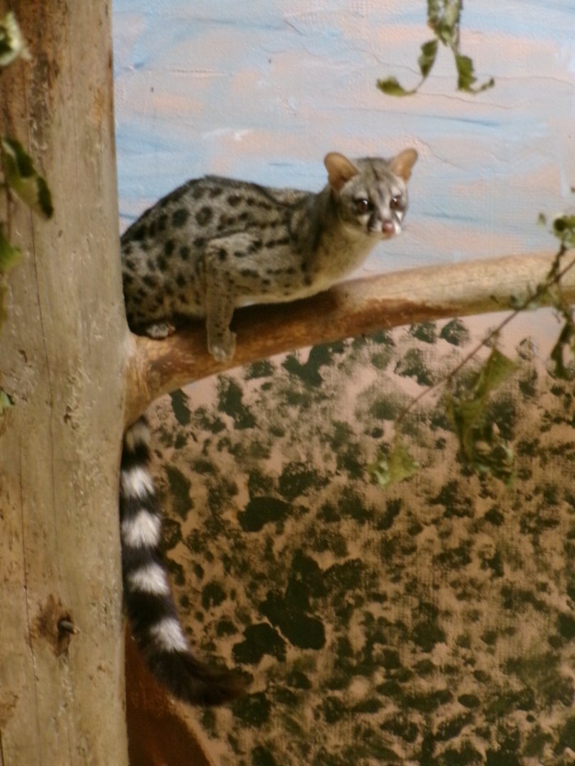 Common genet