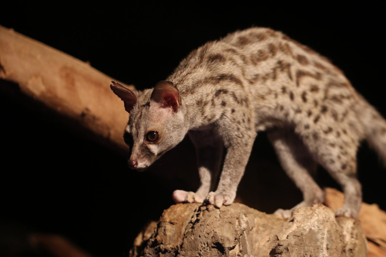 Common genet