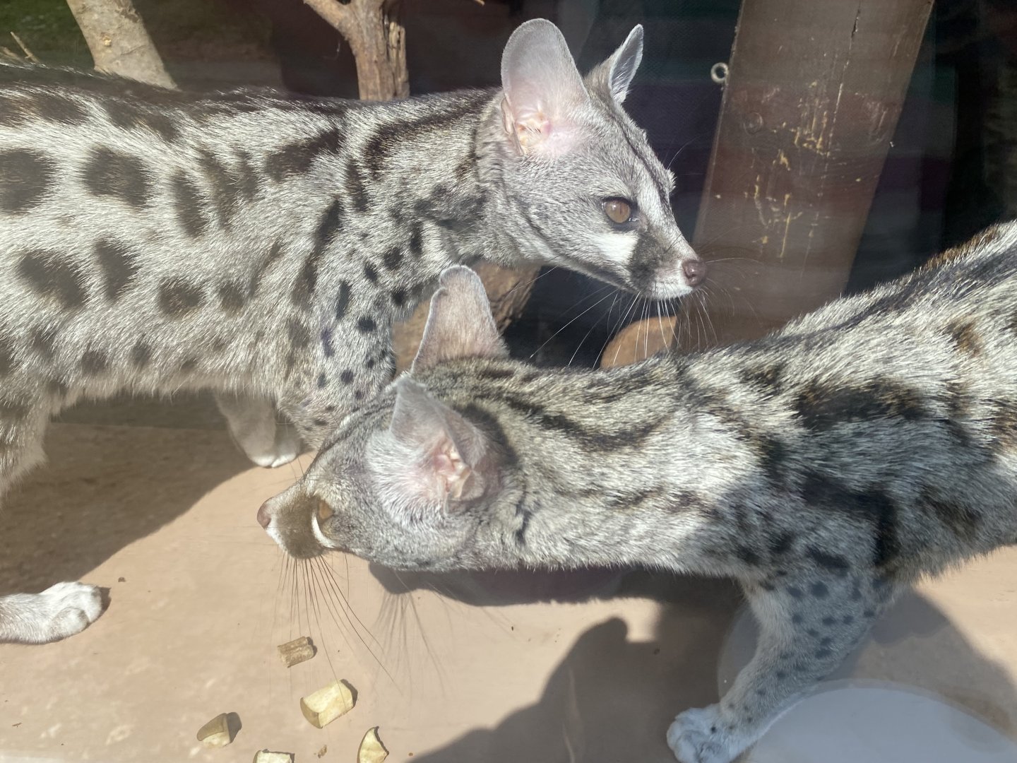 Common genets 090525