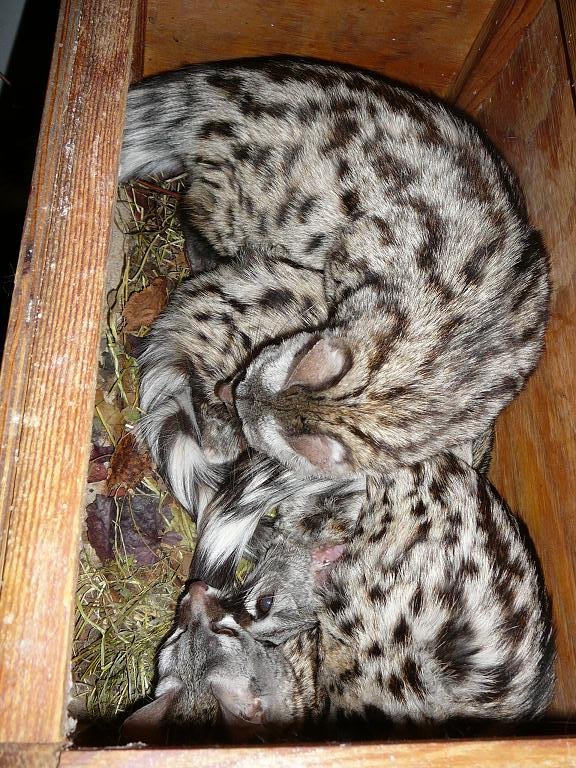 Common Genets