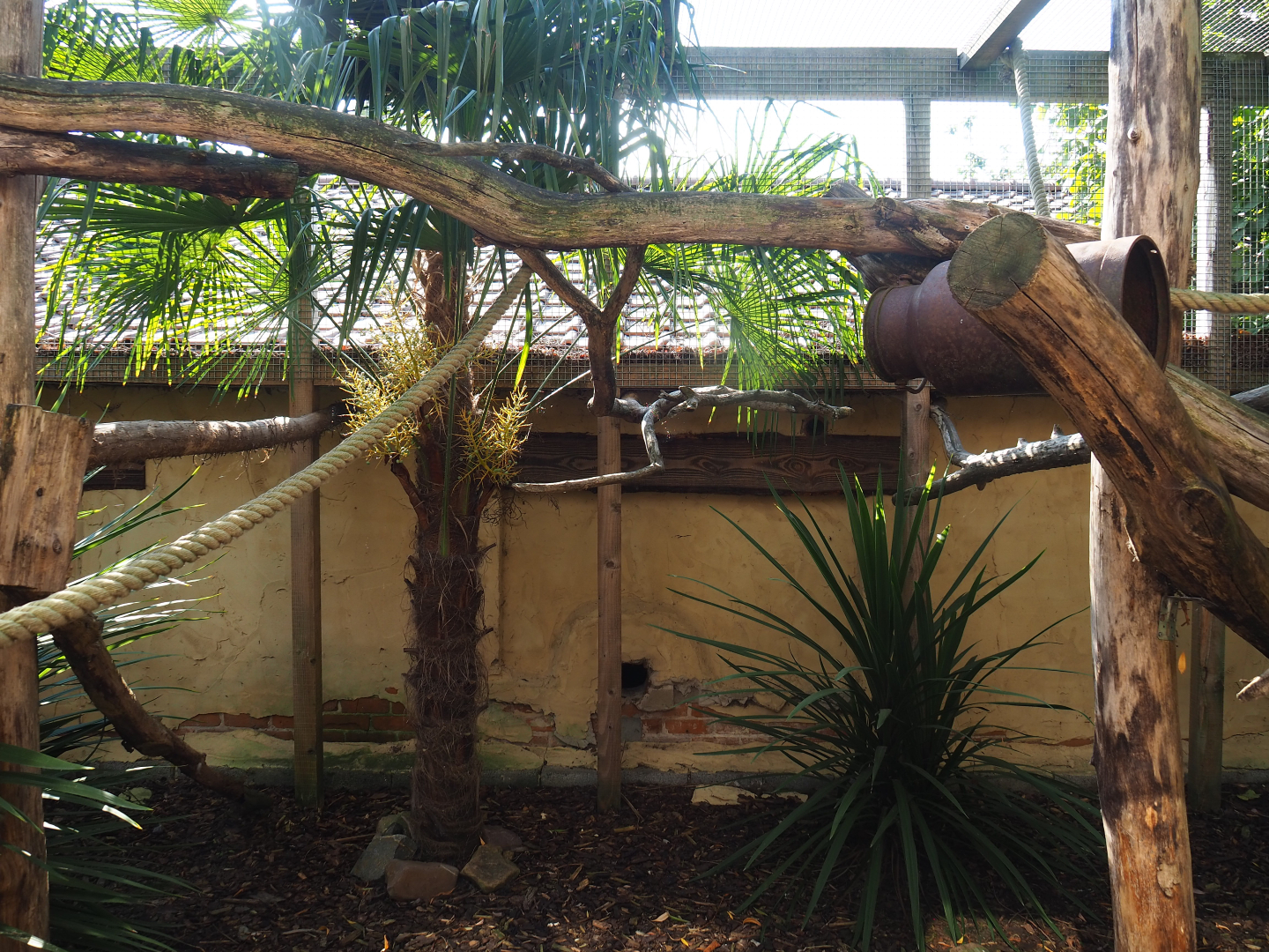 Common gennet exhibit, 2020-09-12