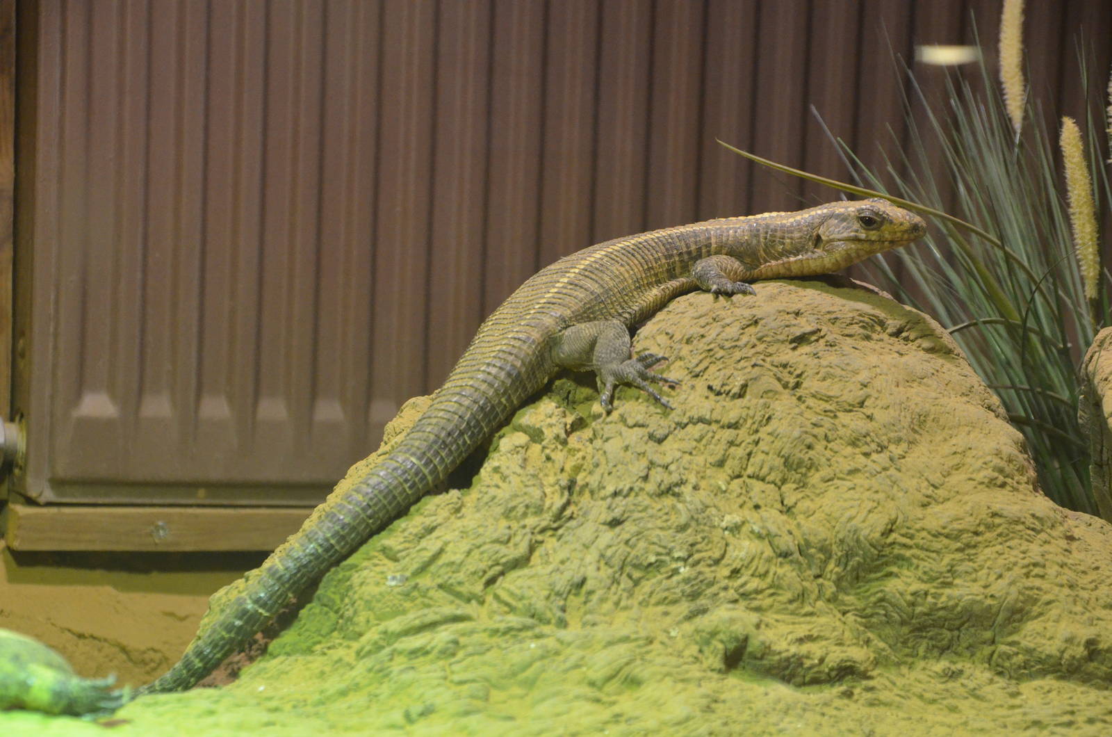 Common Giant Plated Lizard at Colchester, 13/08/16