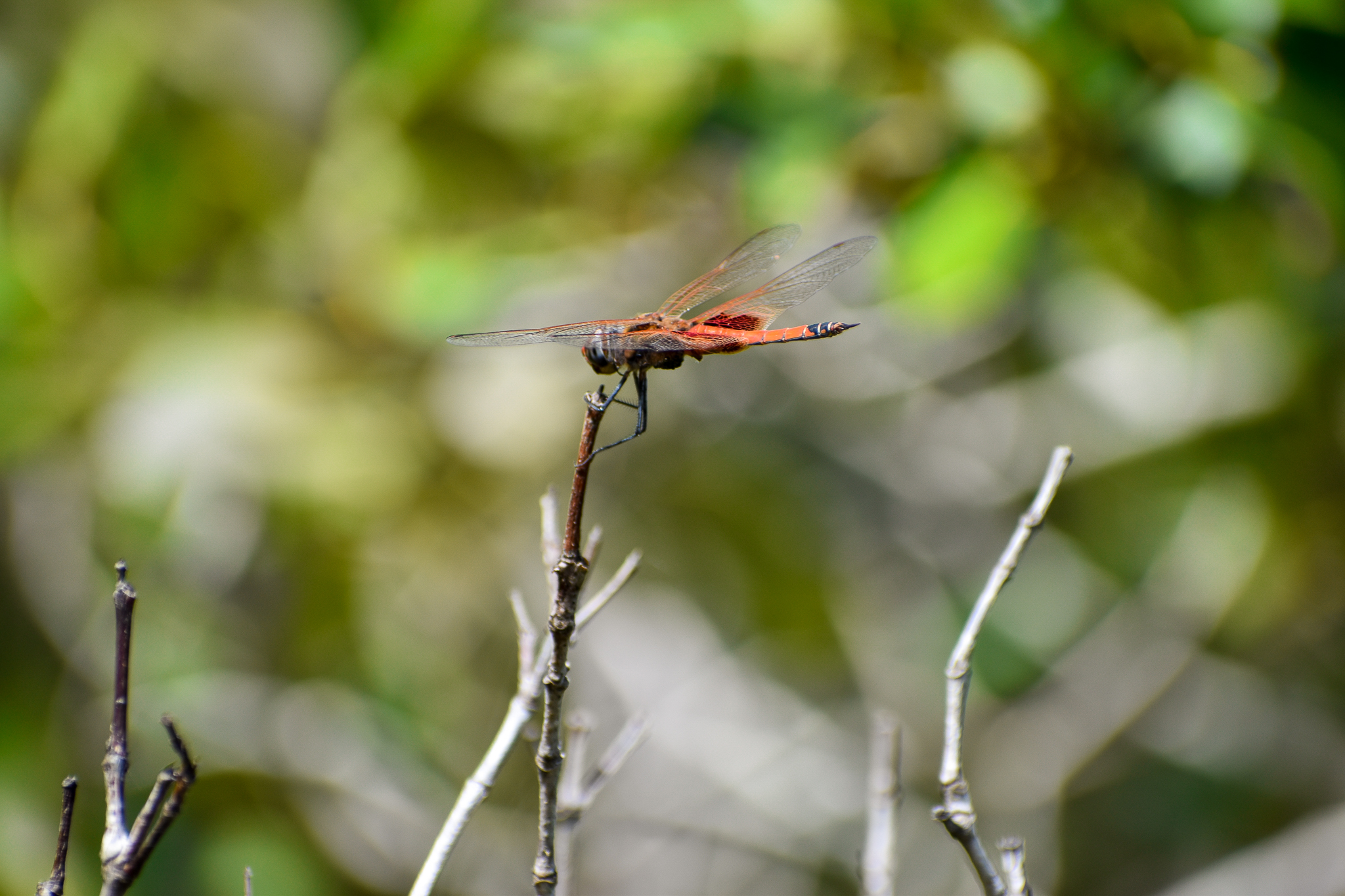 Common Glider (Tramea loewii)