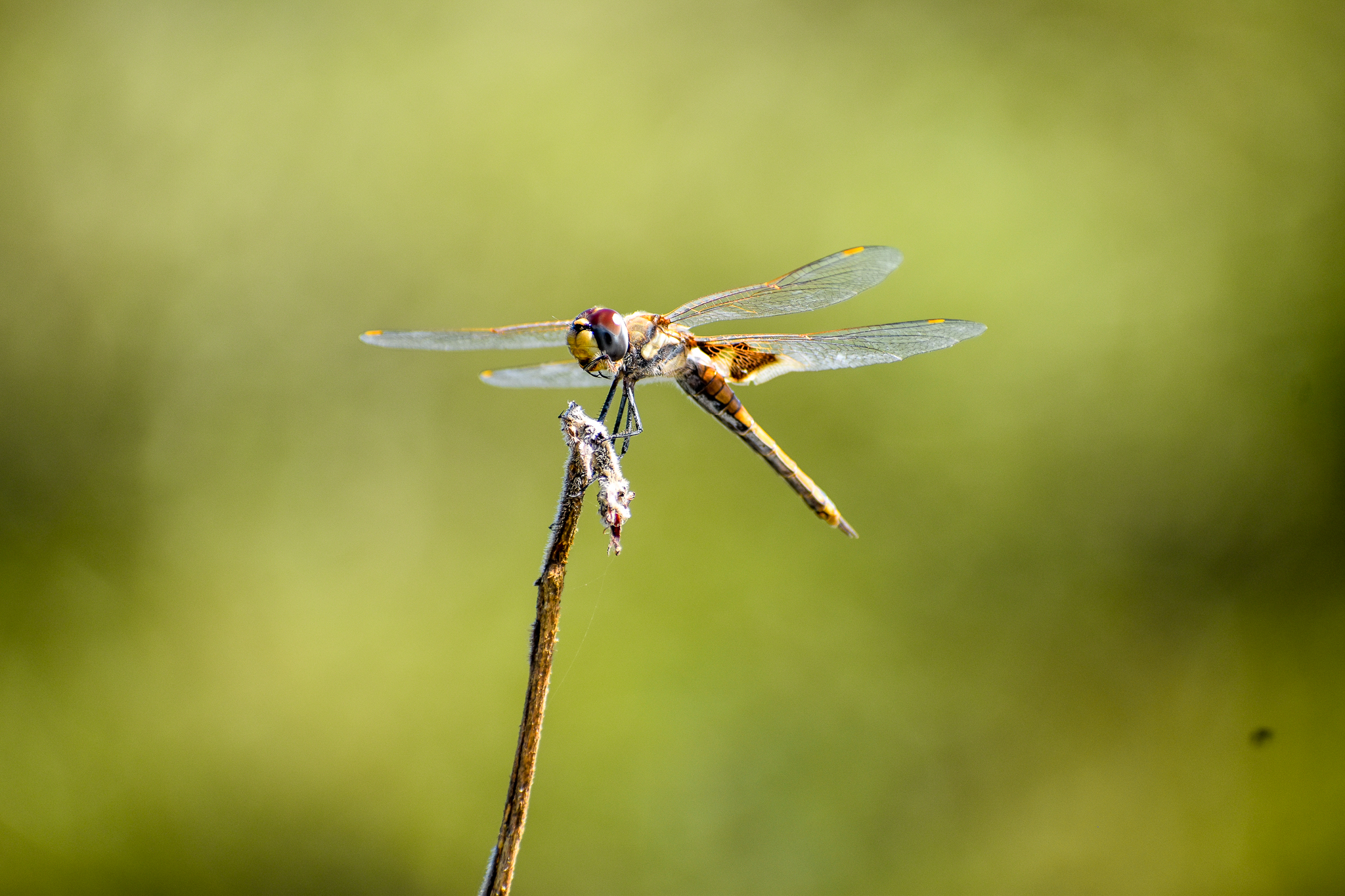 Common Glider, Tramea loewii
