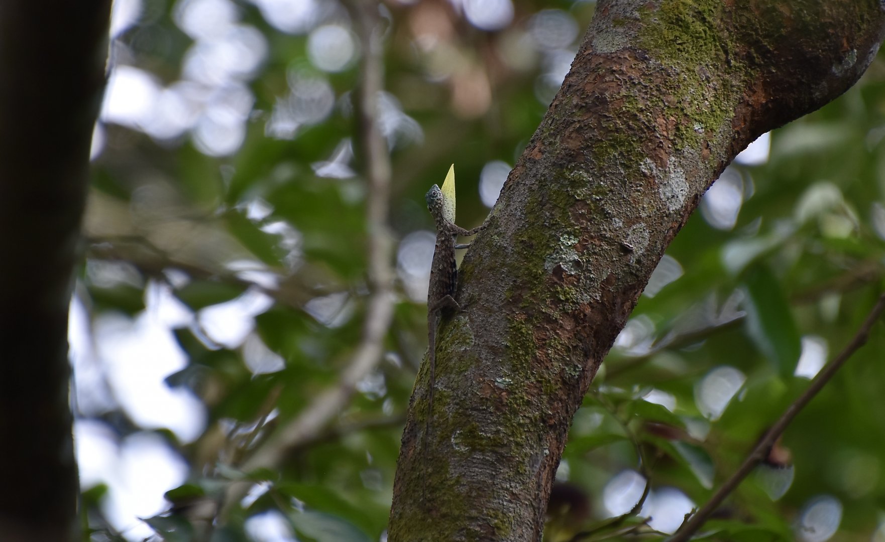 Common Gliding Lizard (Draco sumatranus) - wild
