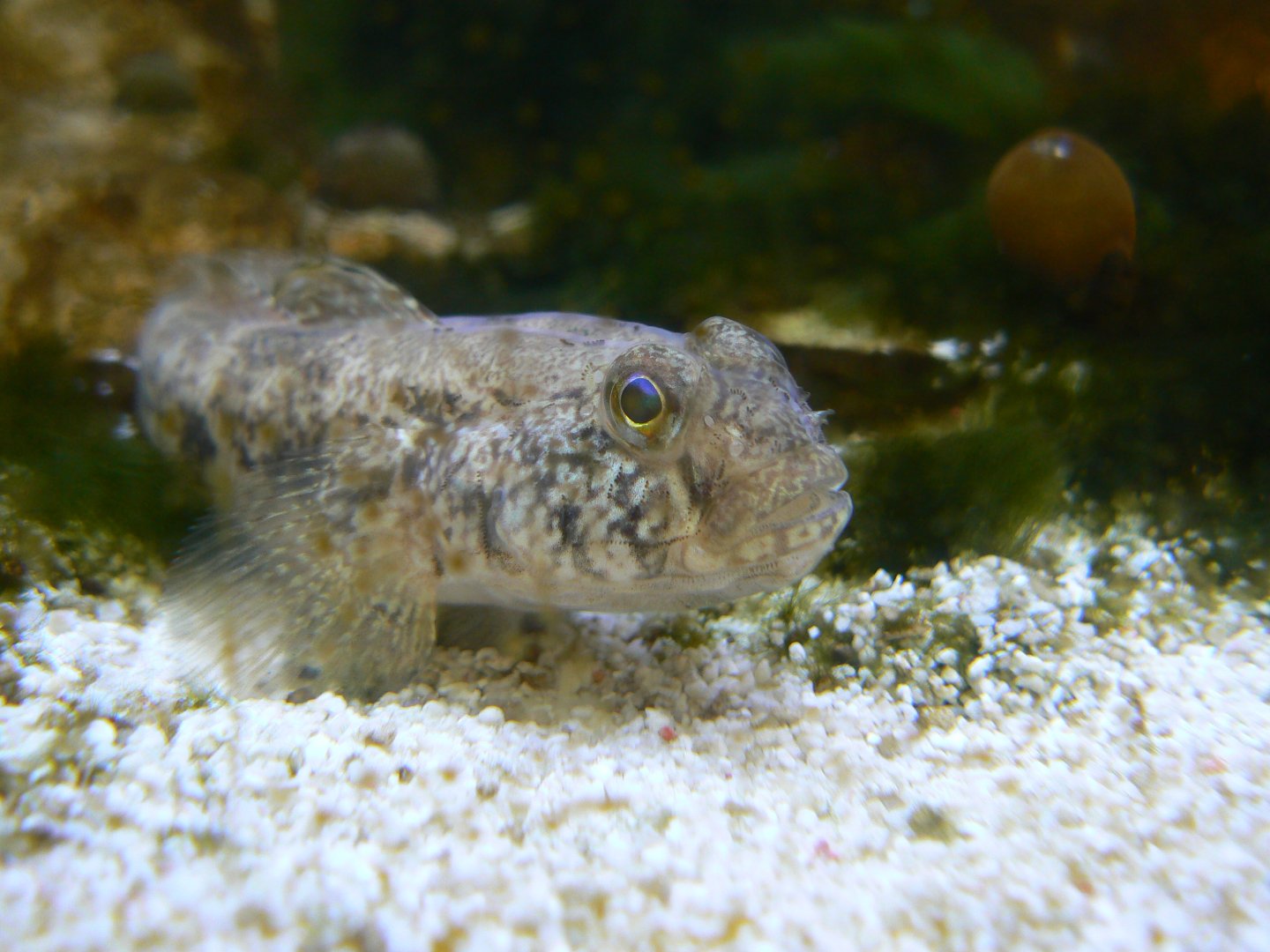 Common Goby - 25 October 2016, Askham Bryan Wildlife and Conservation Park