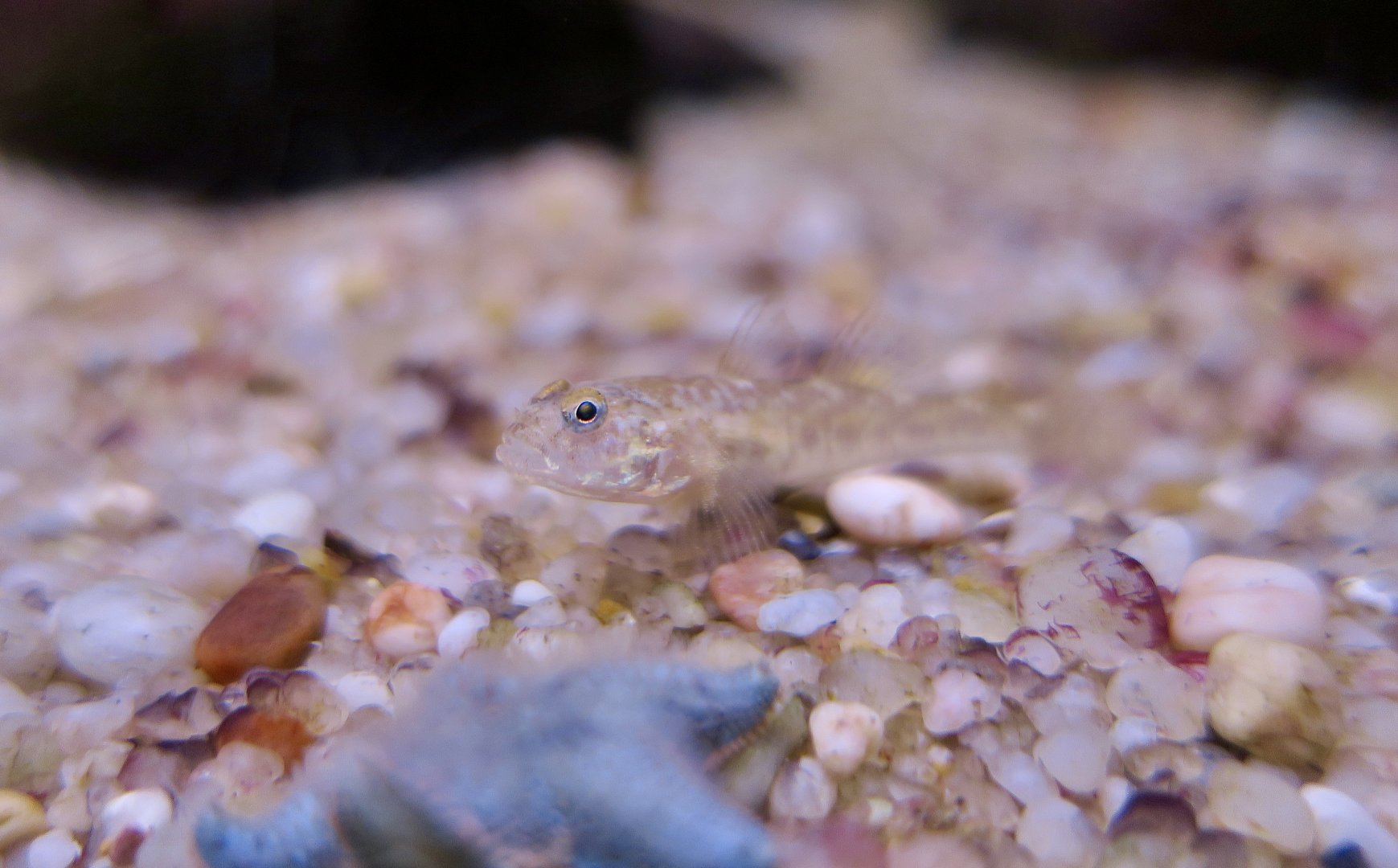 Common Goby (Pomatoschistus microps)