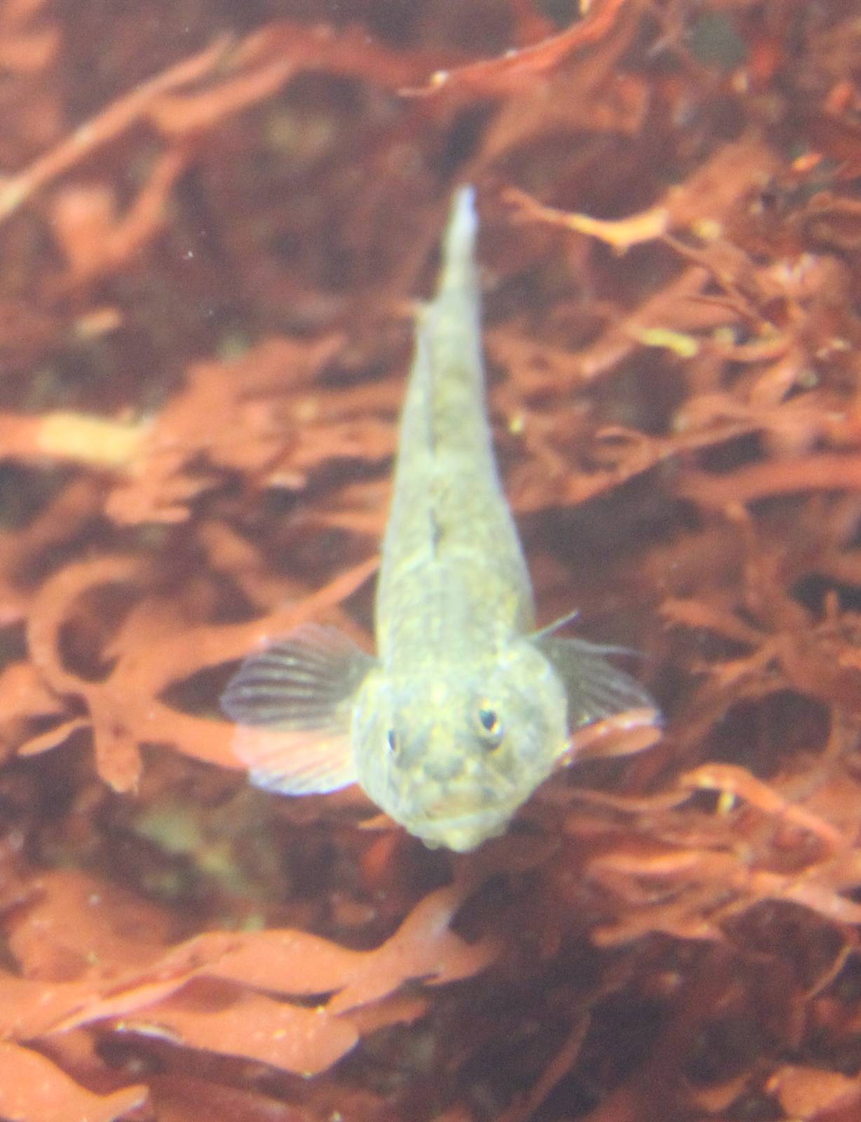 Common goby