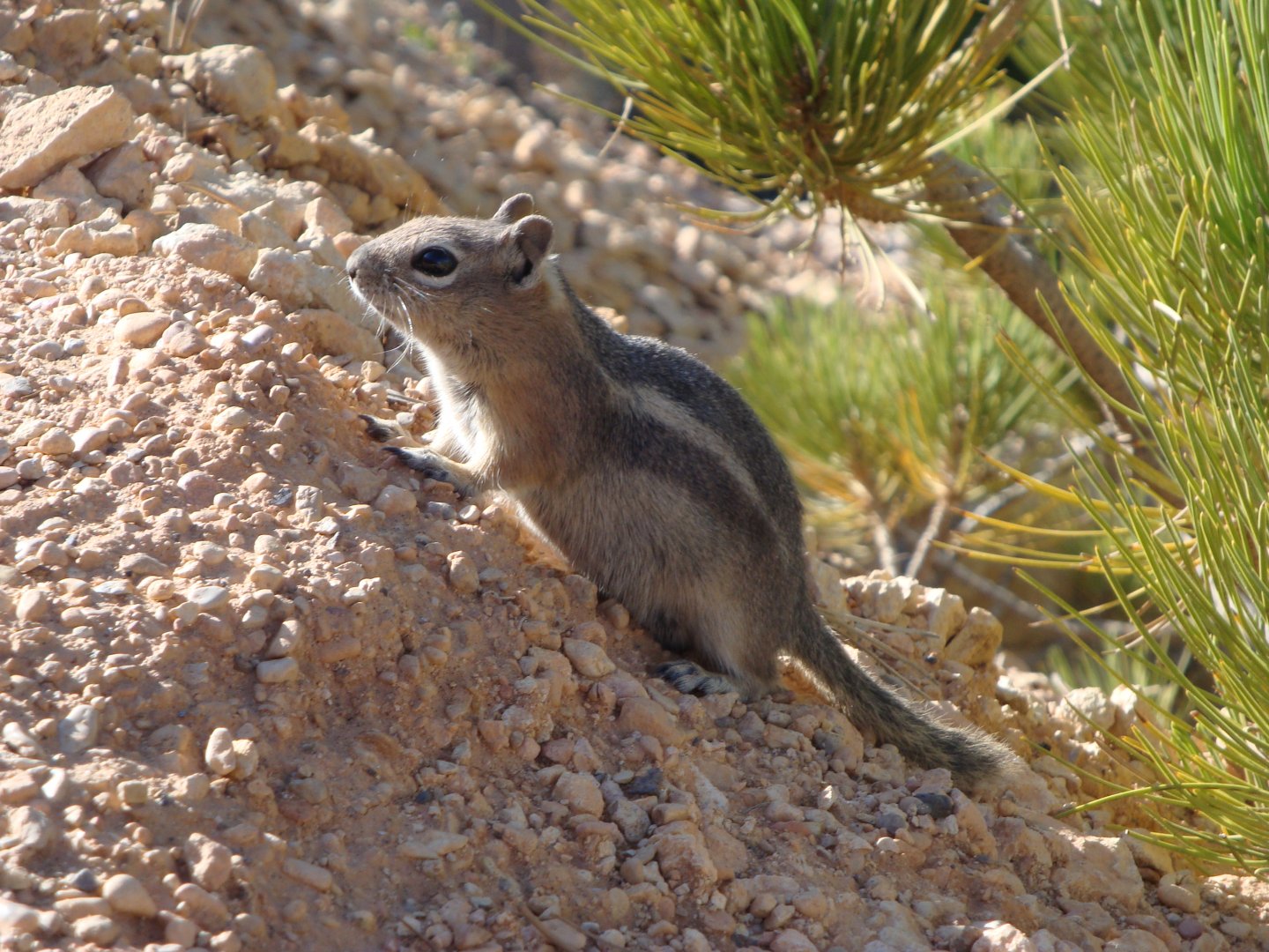 Common Golden-mantled Ground Squirrel