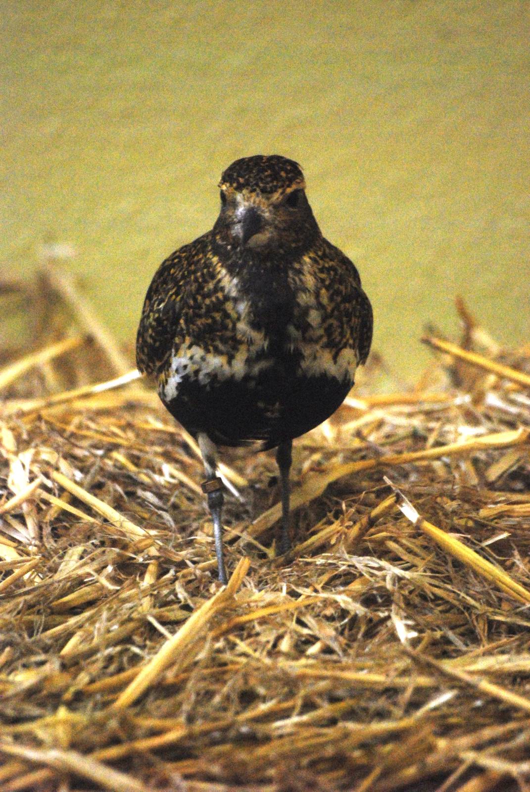 Common Golden Plover at Rheine, 03/06/12