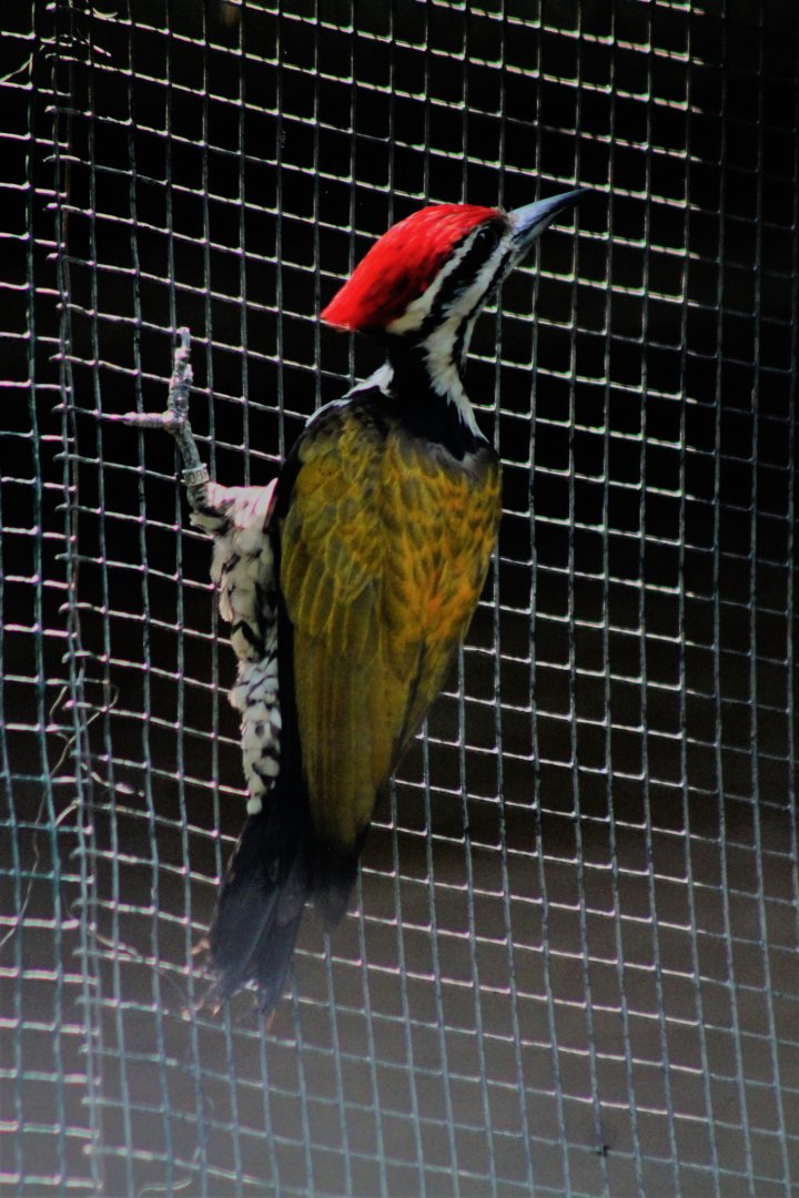 Common Goldenback Woodpecker (Dinopium javanense)