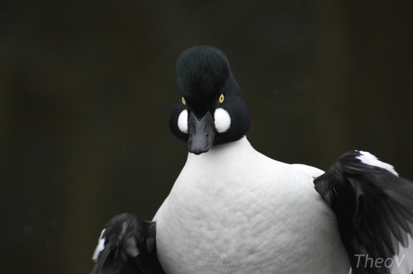 Common goldeneye [2018]