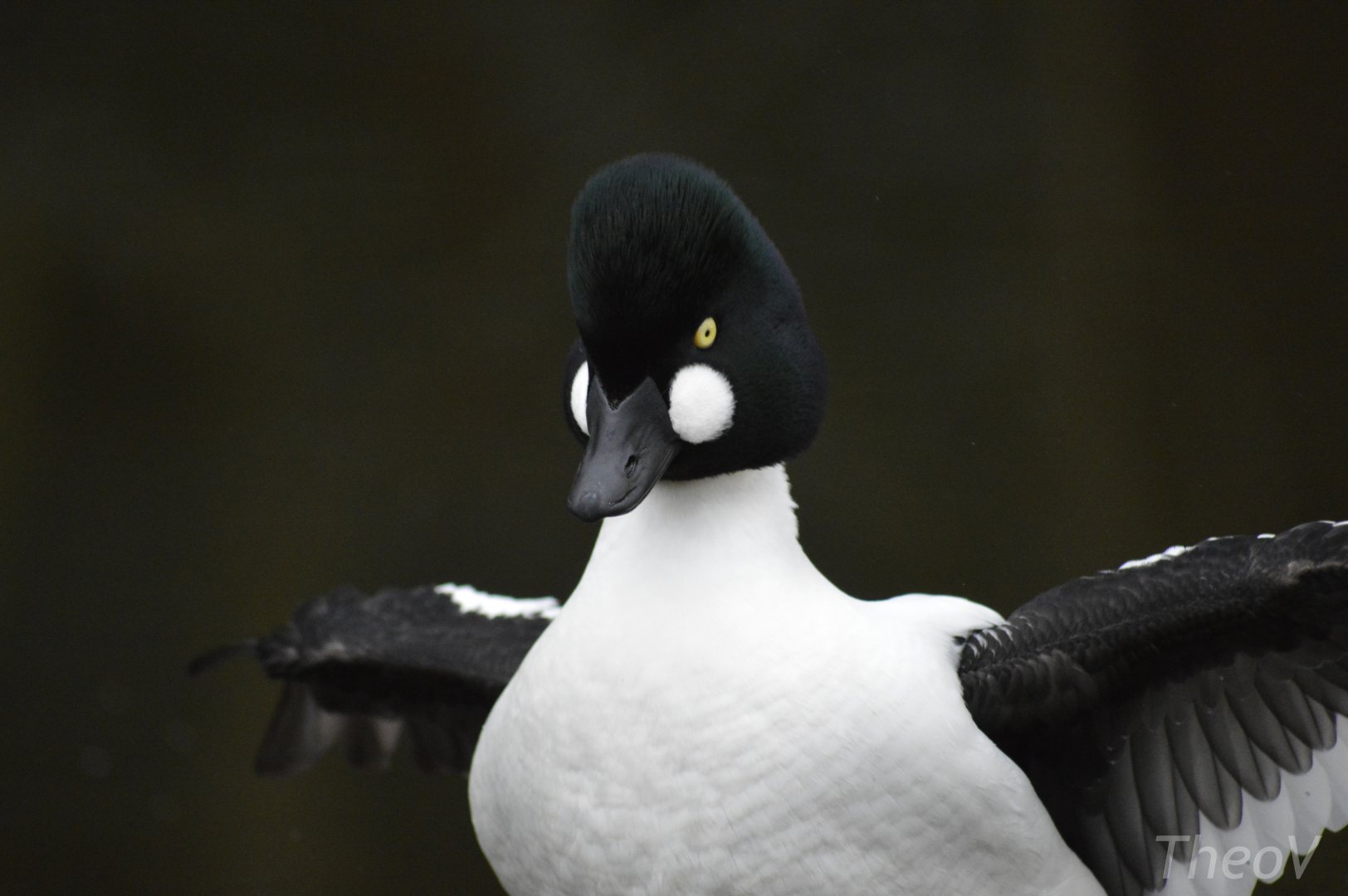 Common goldeneye [2018]