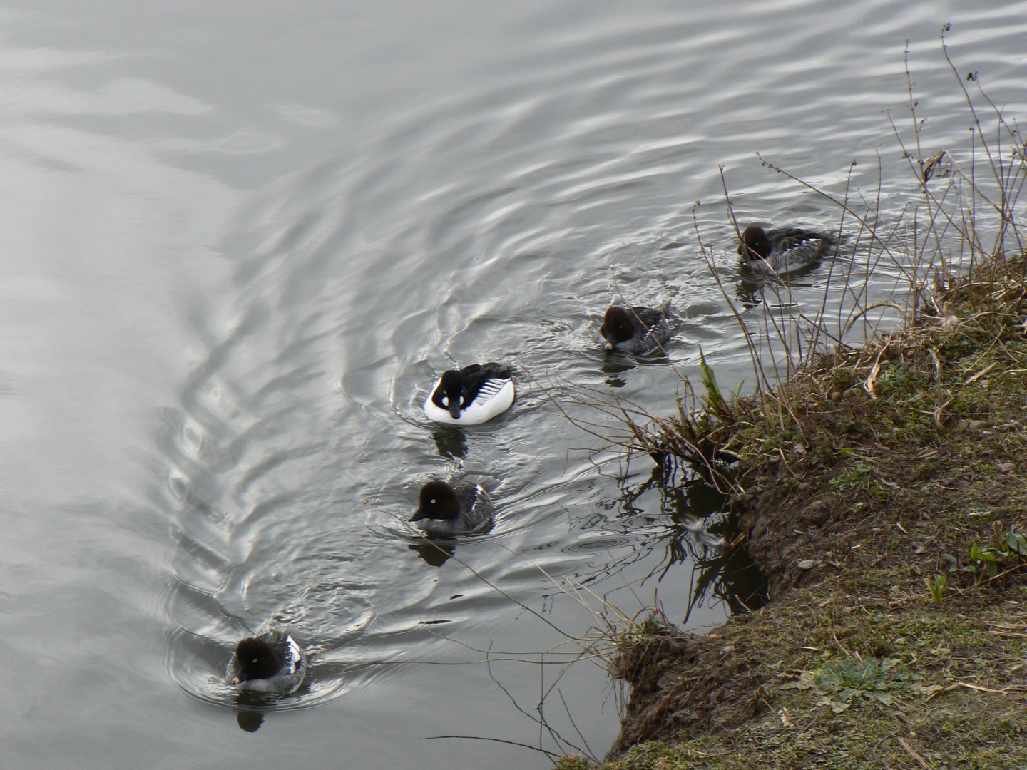 Common Goldeneye - 21 February 2017