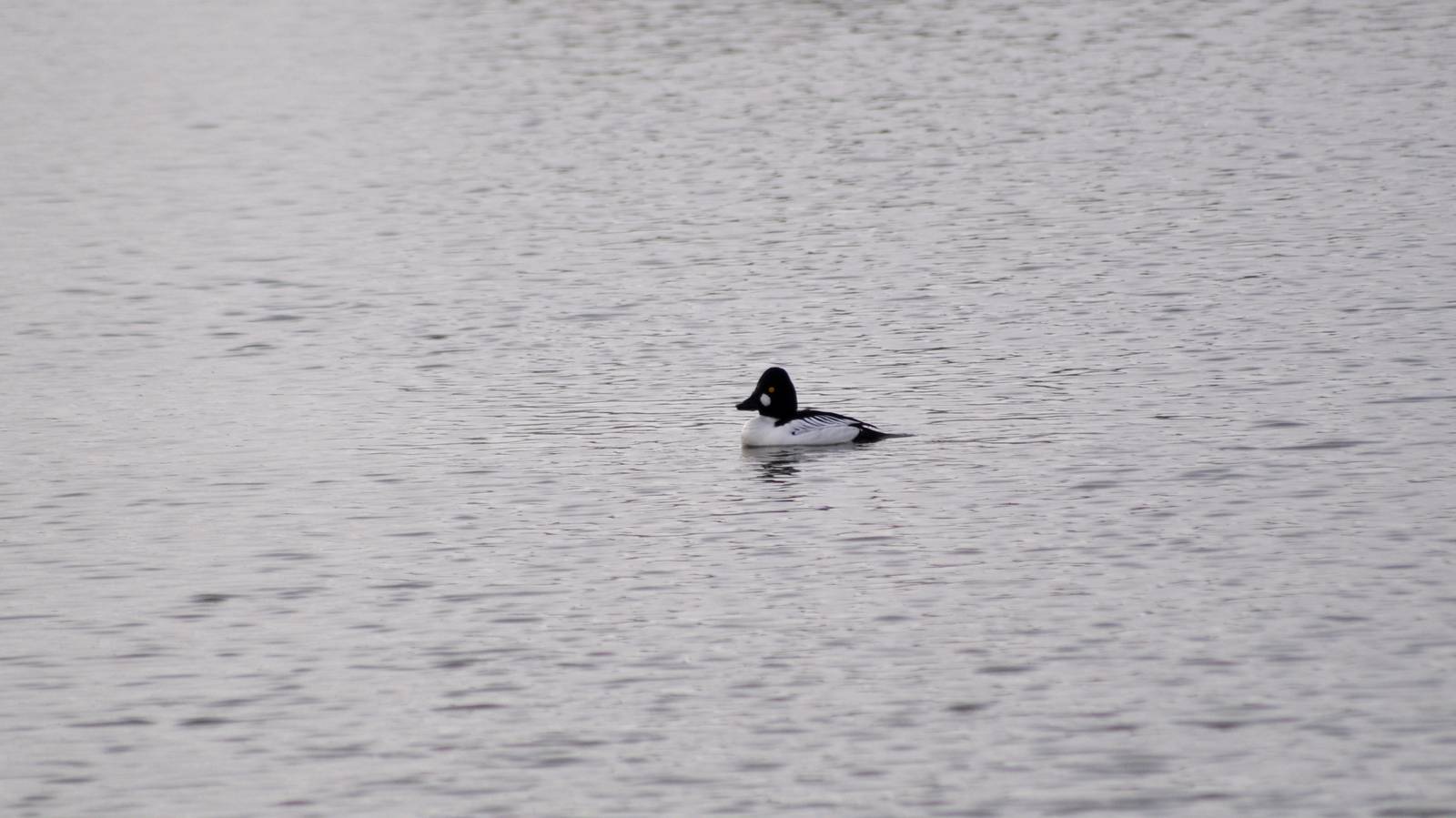 Common Goldeneye - Alaska
