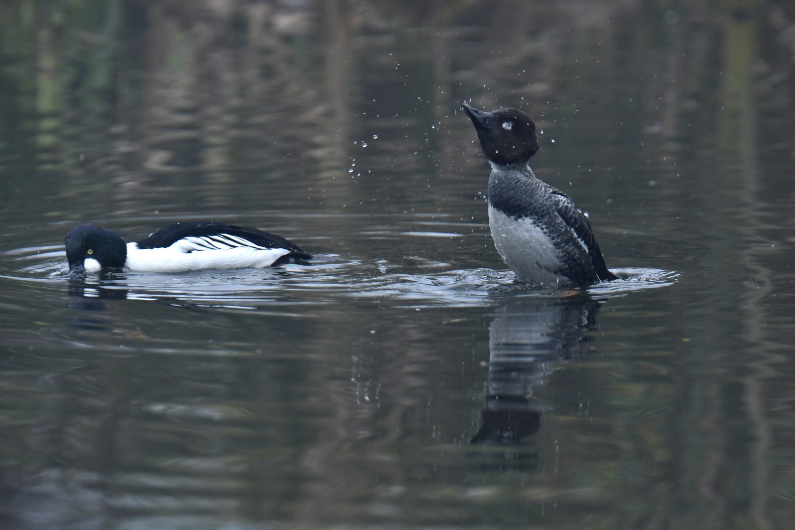Common Goldeneye (Bucephala clangula)