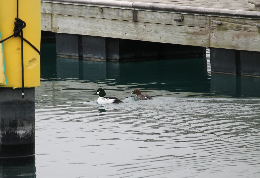 Common Goldeneye (Bucephala clangula)
