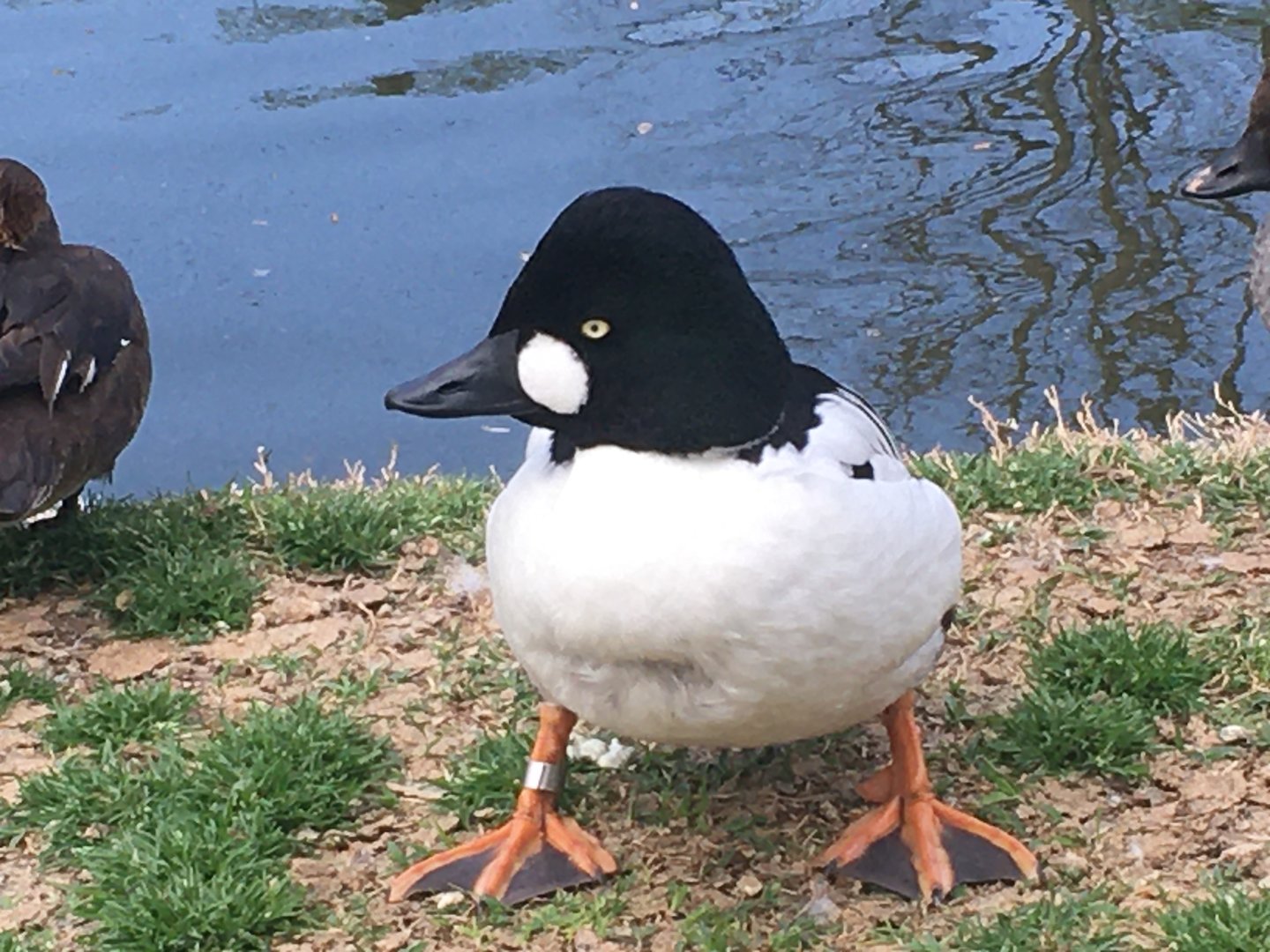 Common Goldeneye (Bucephala clangula)
