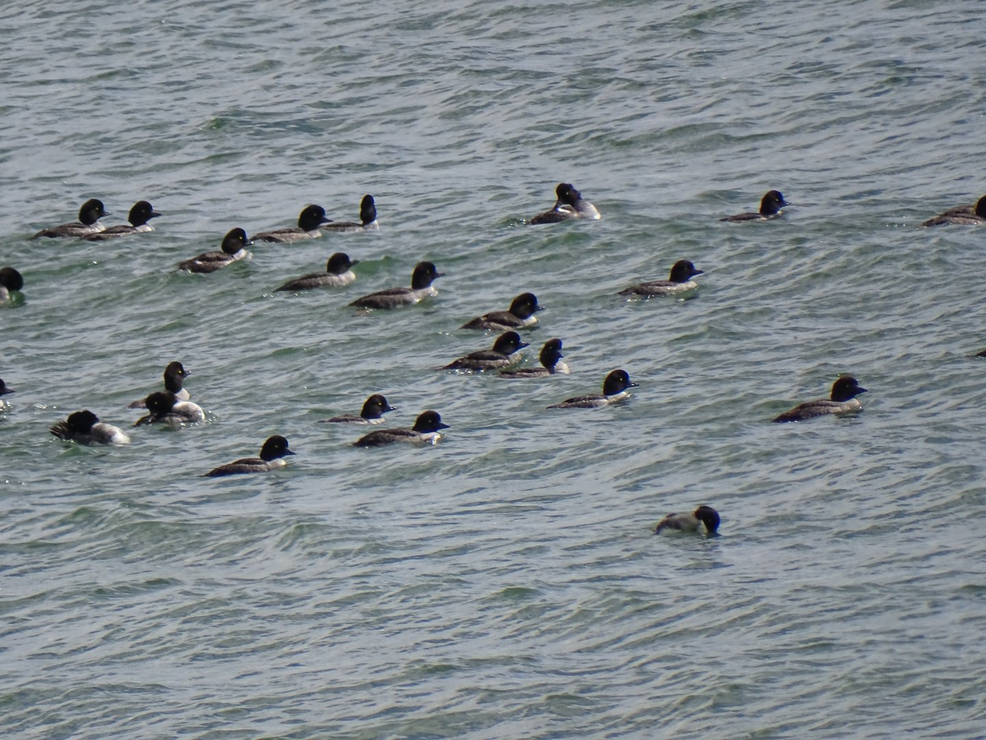 Common goldeneye (Bucephala clangula)