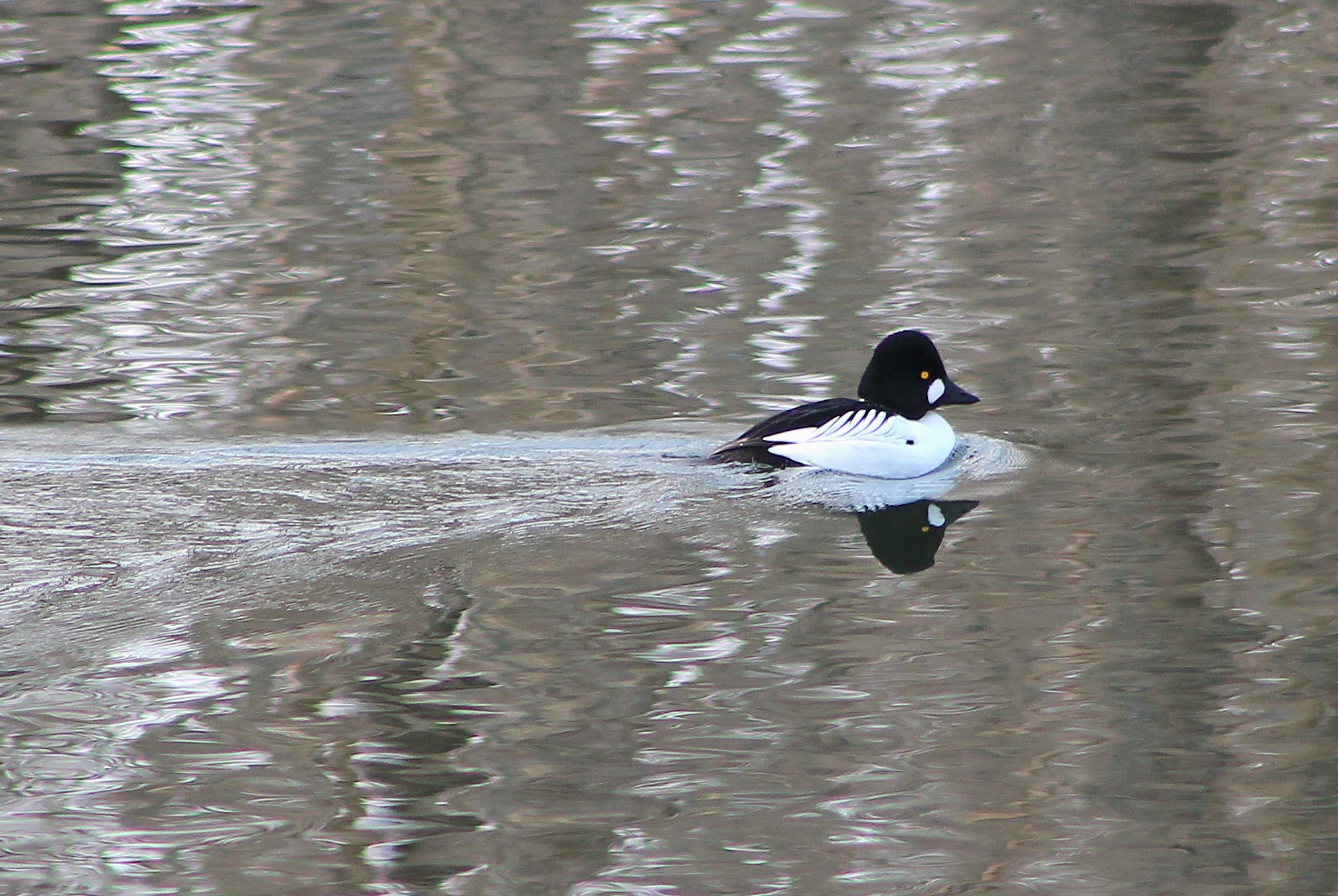 Common Goldeneye (Bucephala clangula)