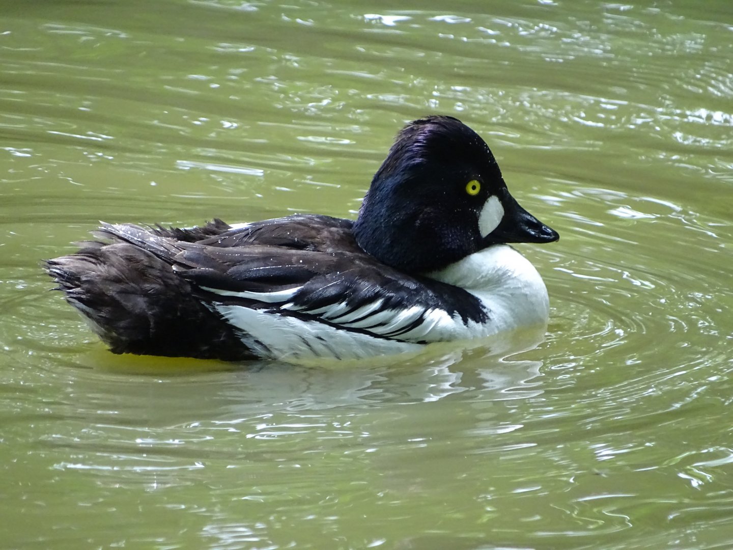 Common goldeneye (Bucephala clangula)