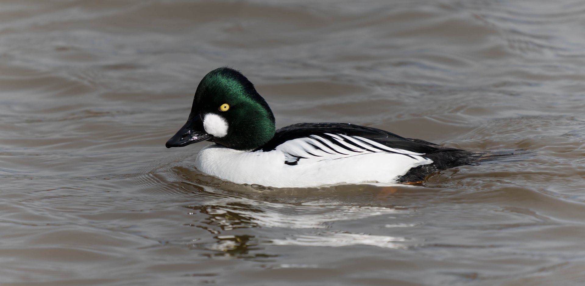 Common goldeneye, WWT Slimbridge, UK