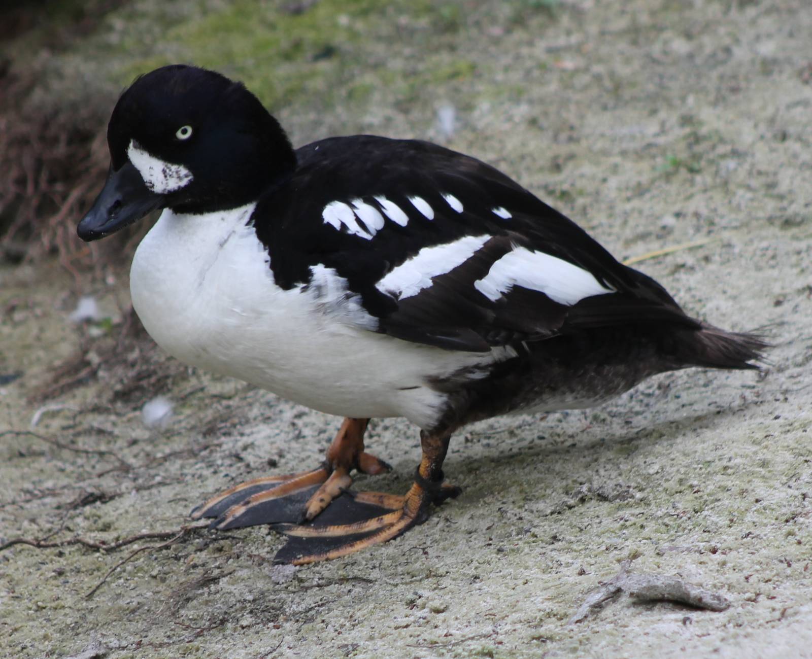 Common goldeneye