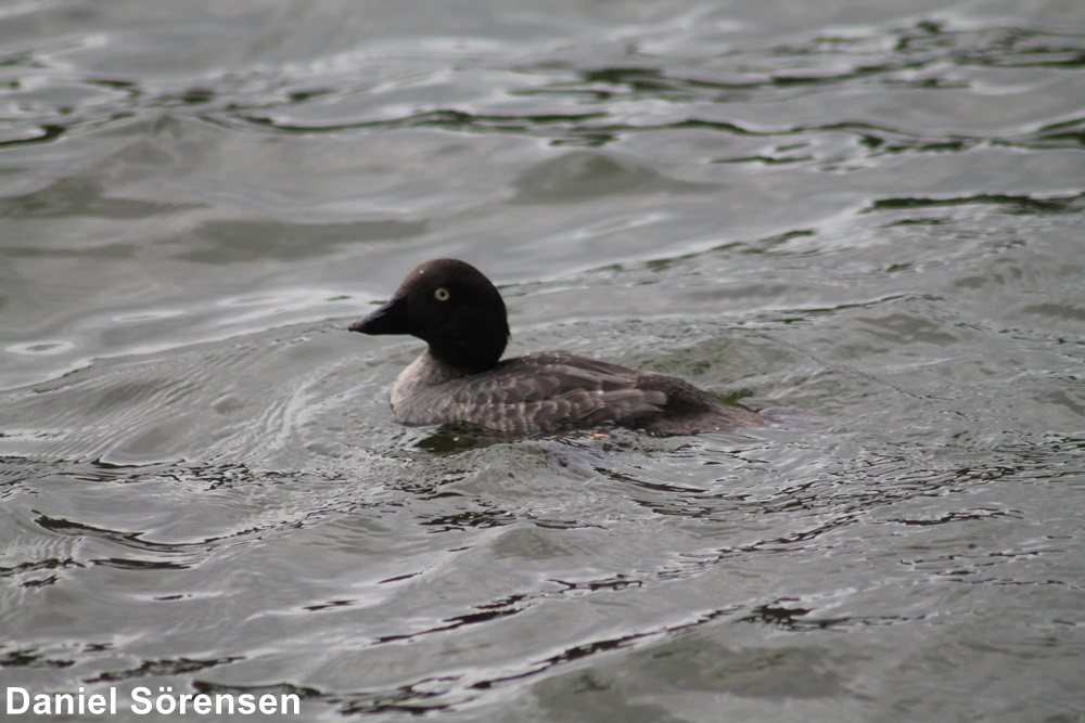 Common goldeneye