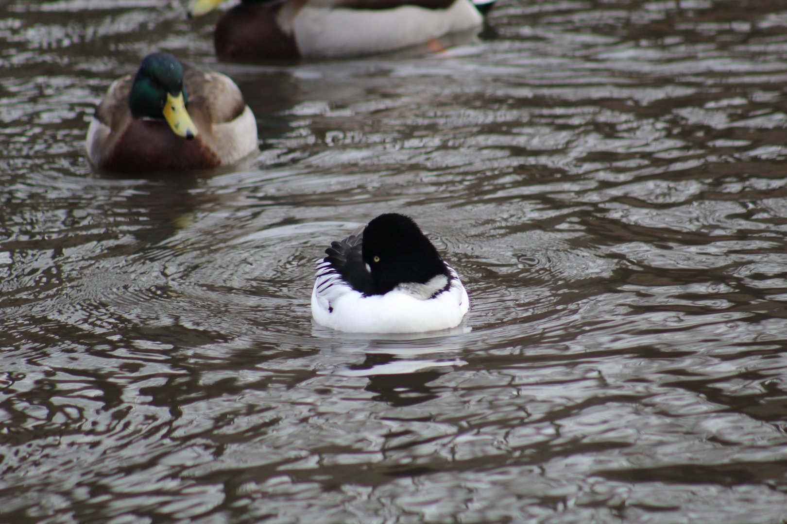 Common Goldeneye