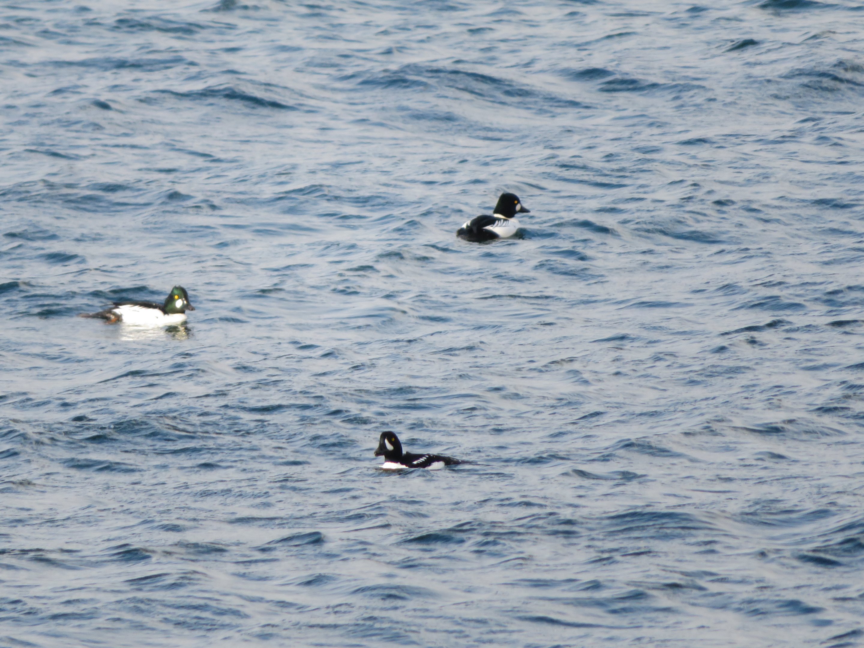 Common Goldeneyes and Barrow's Goldeneye