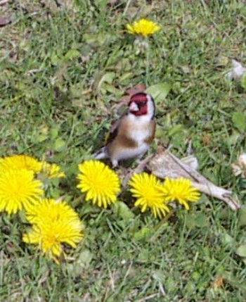 Common Goldfinch (Carduelis carduelis)