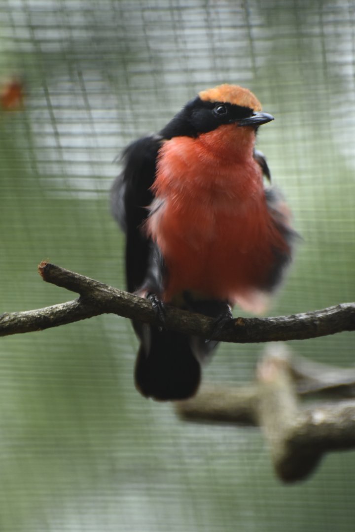 Common Gonolek Laniarius barbarus