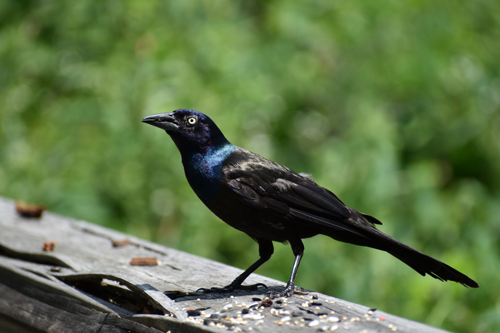 Common Grackle ~ Horn Pond, Massachusetts