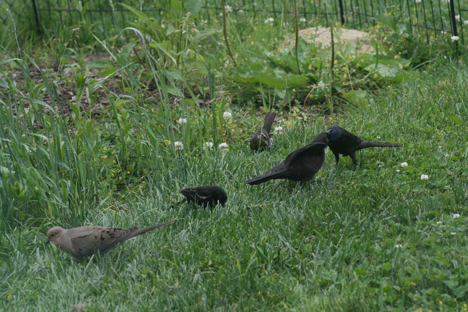 Common Grackle, Mourning Dove, Red Winged Blackbird