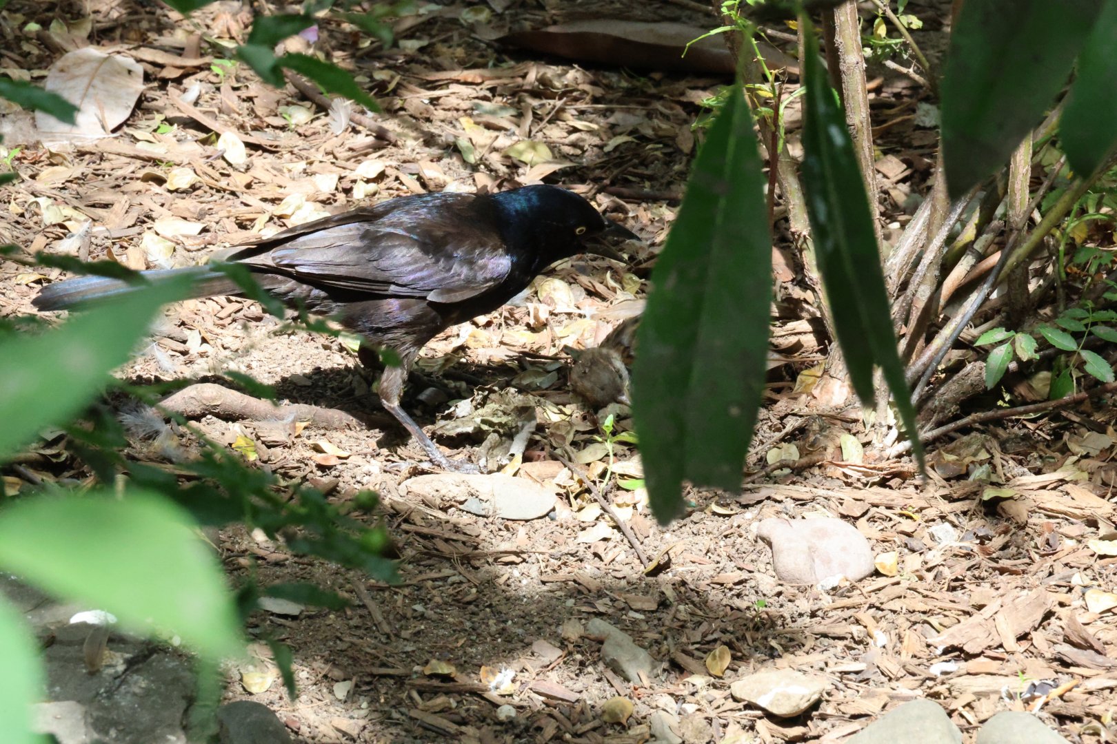 Common grackle (Quiscalus quiscula) eating a house sparrow (Passer domesticus)