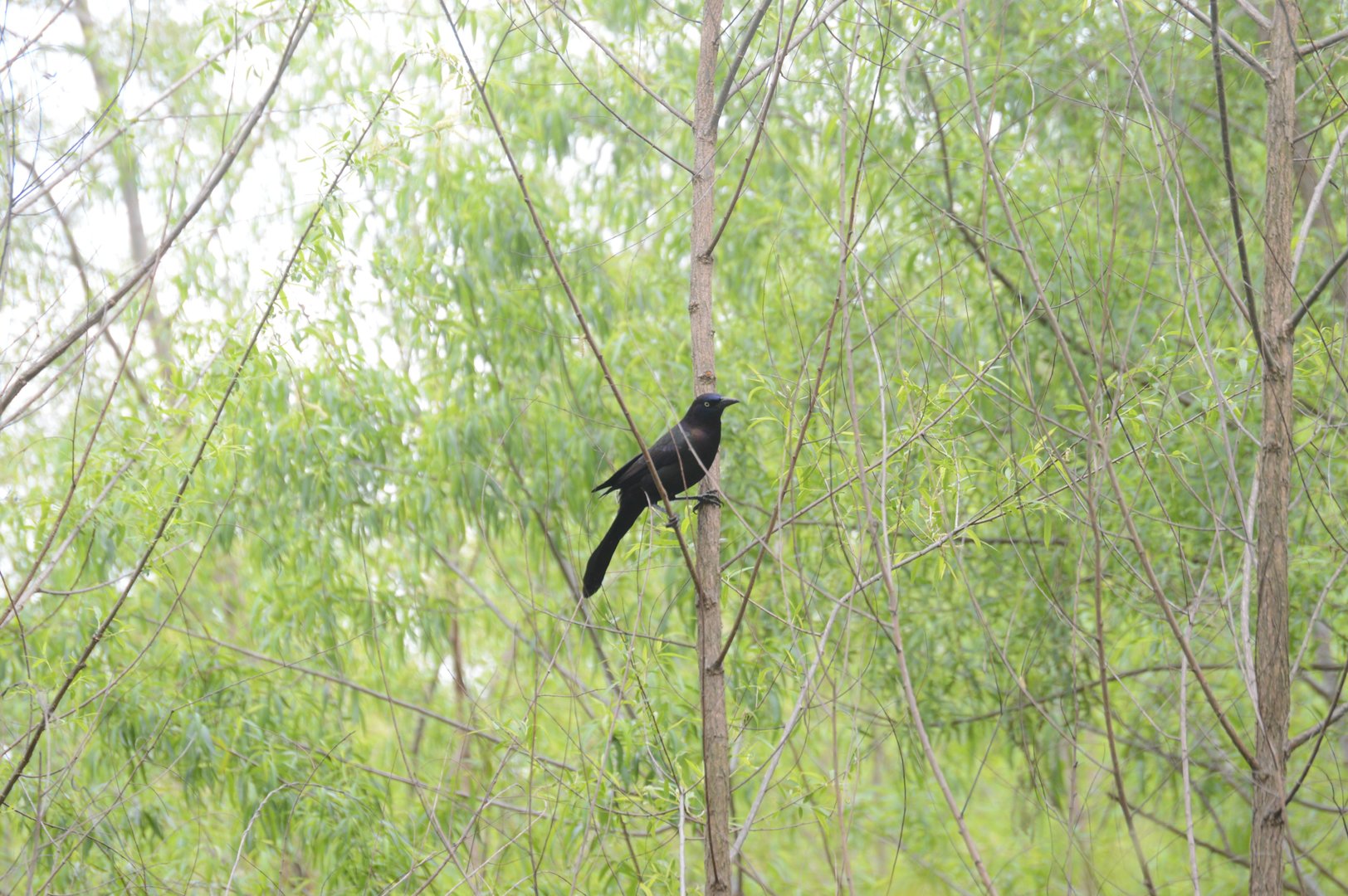 Common Grackle (Quiscalus quiscula)