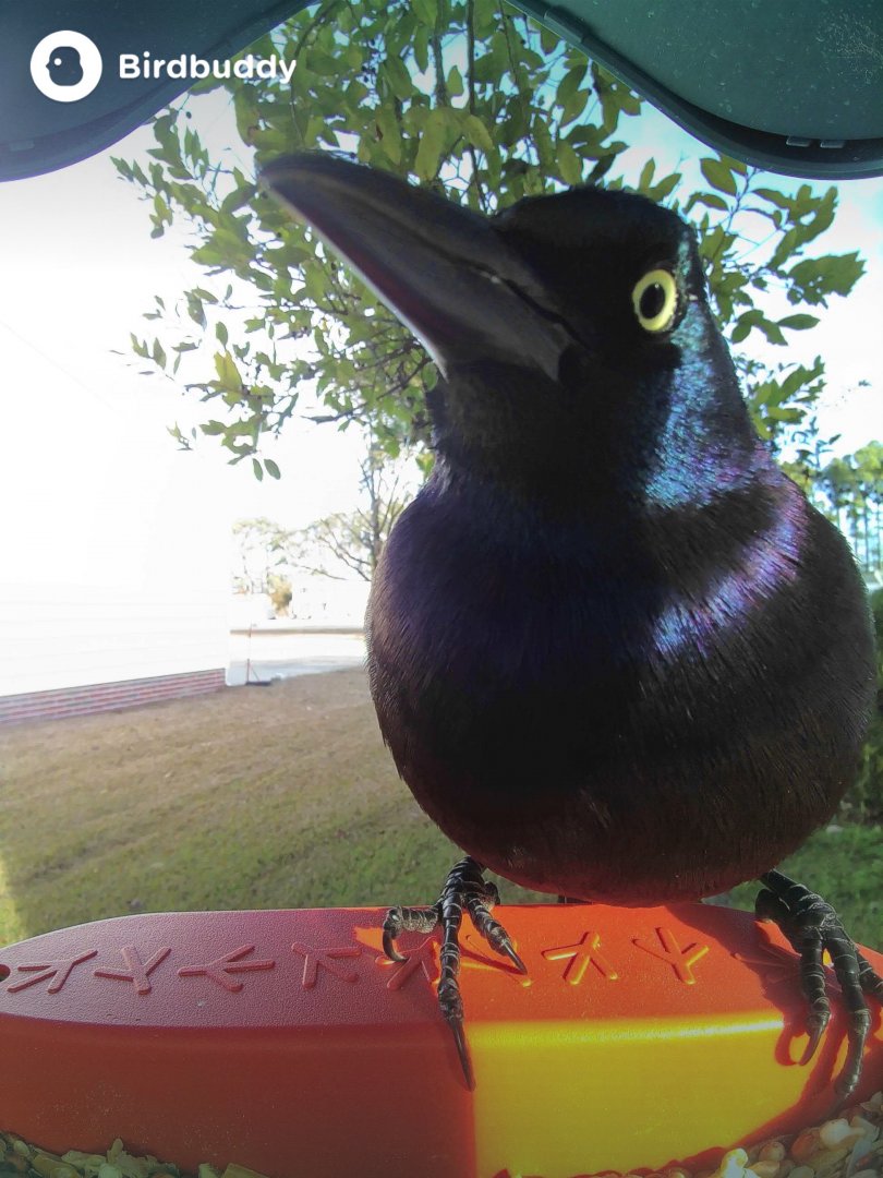 Common Grackle (Quiscalus quiscula)