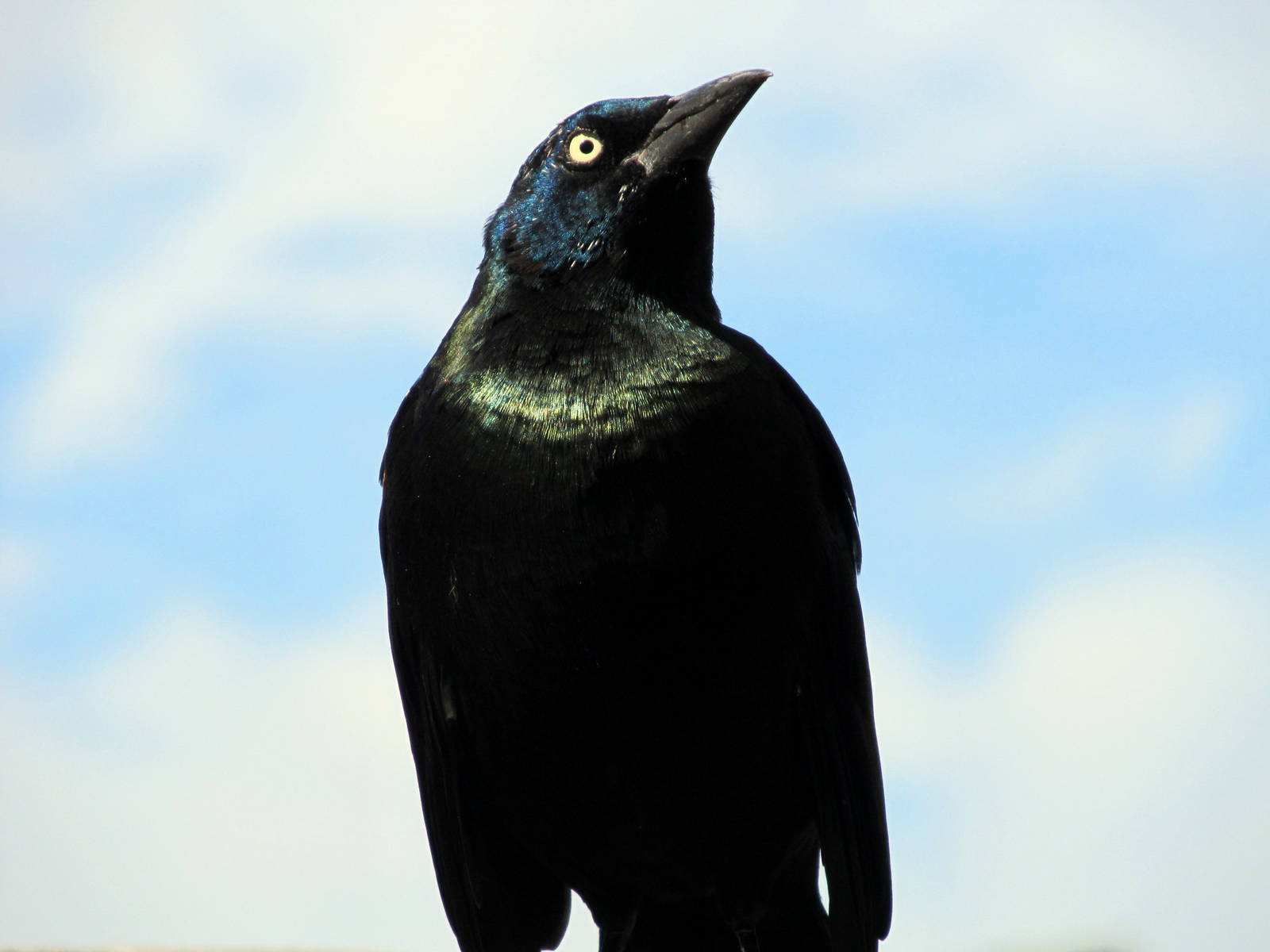 Common Grackle