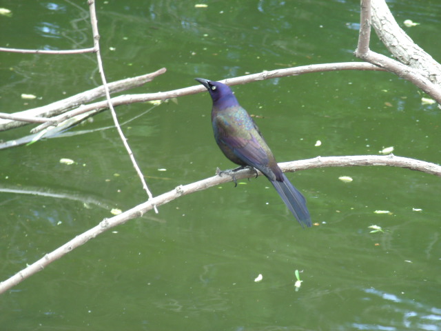 Common Grackle