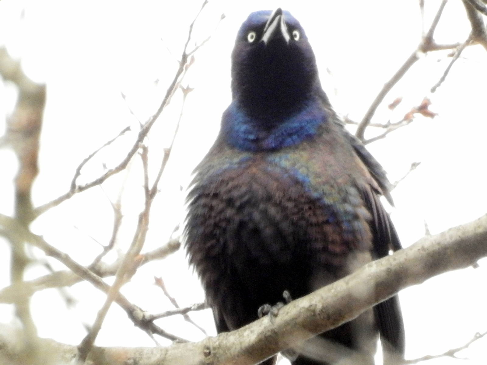 Common Grackle