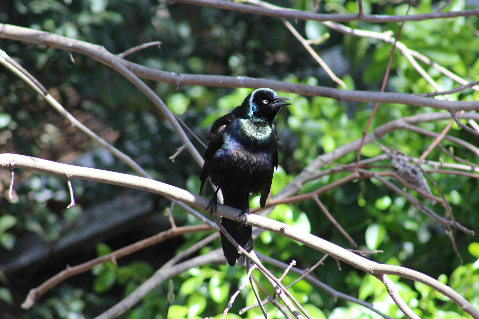 Common Grackle